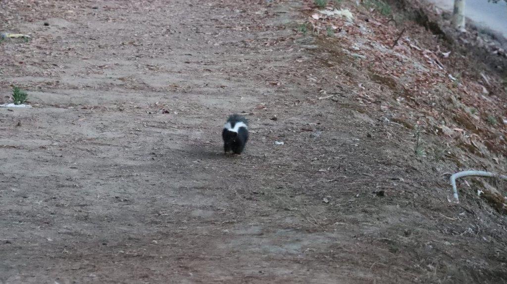 A black and white animal walking on dirt

Description automatically generated