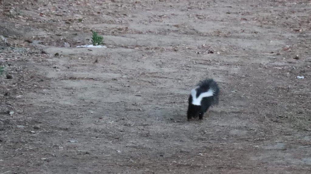 A skunk on the ground

Description automatically generated