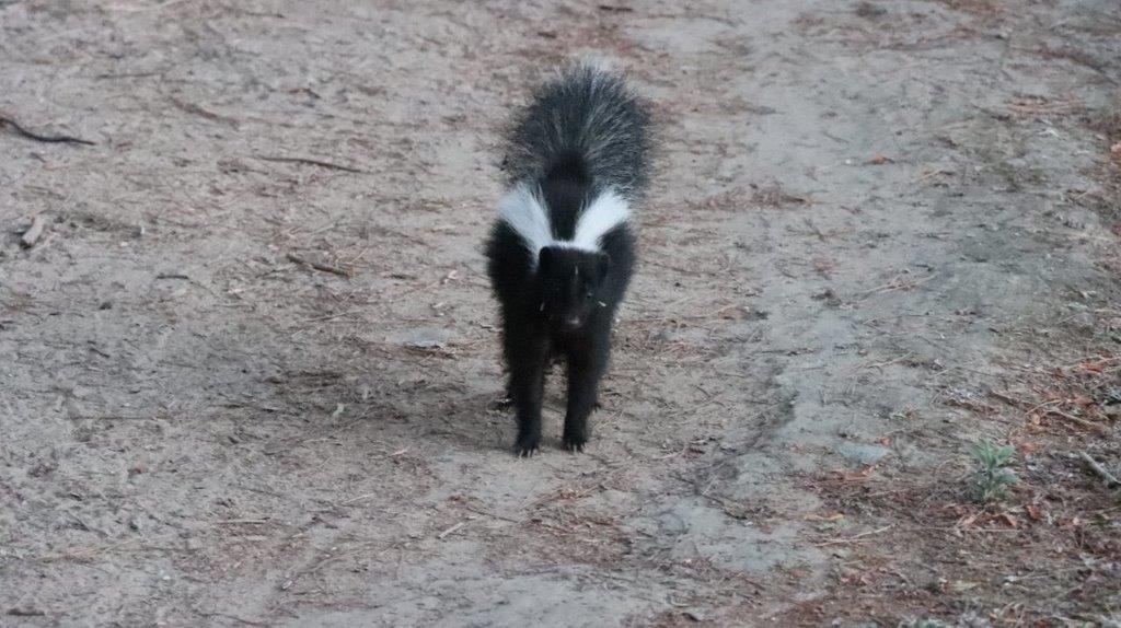 A skunk walking on dirt

Description automatically generated