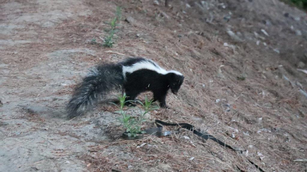 A skunk walking on the ground

Description automatically generated