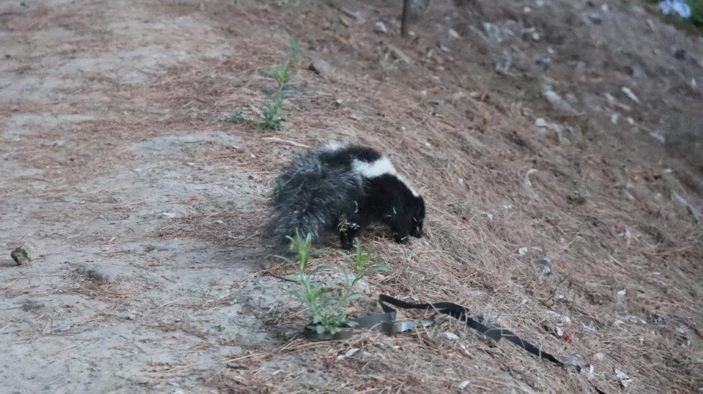 A skunk on the ground

Description automatically generated