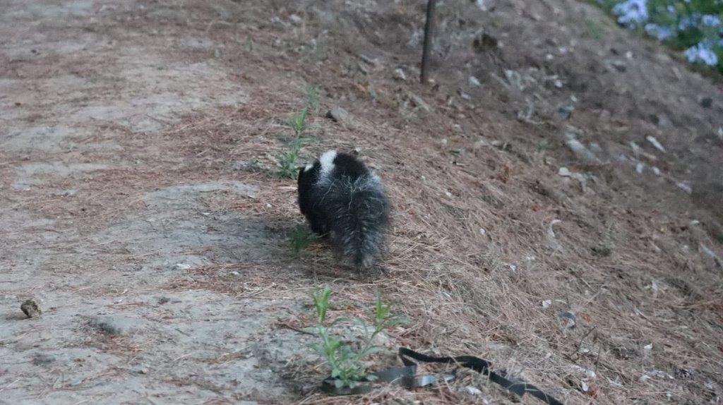 A skunk walking on a dirt path

Description automatically generated