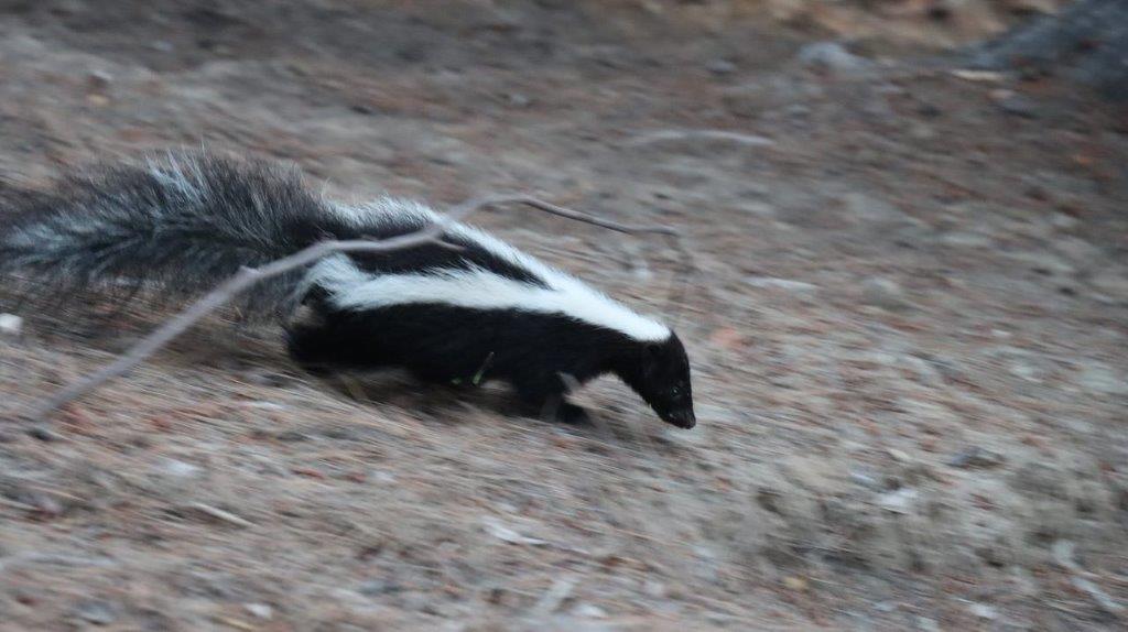 A skunk walking on the ground

Description automatically generated