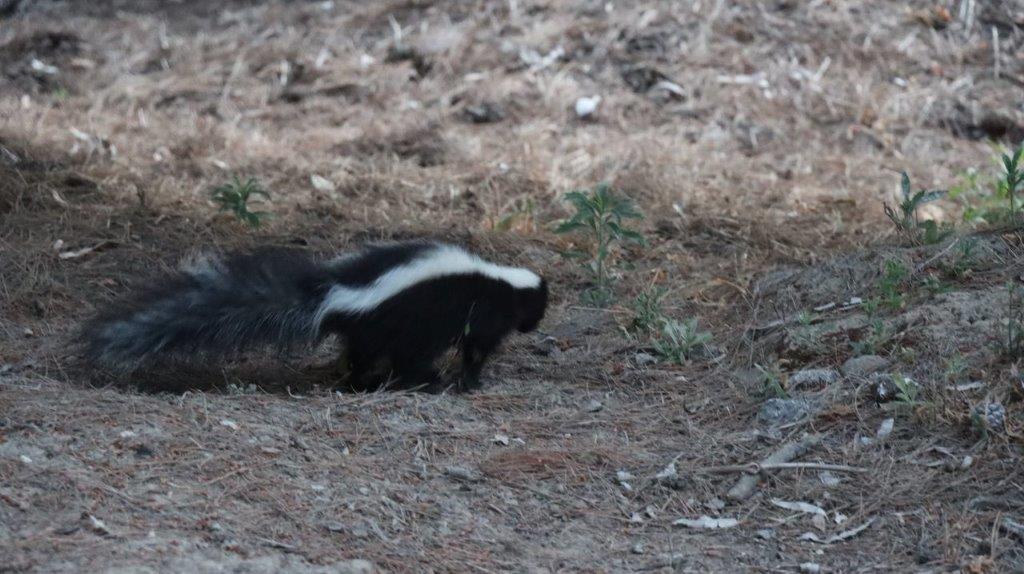 A skunk walking on the ground

Description automatically generated