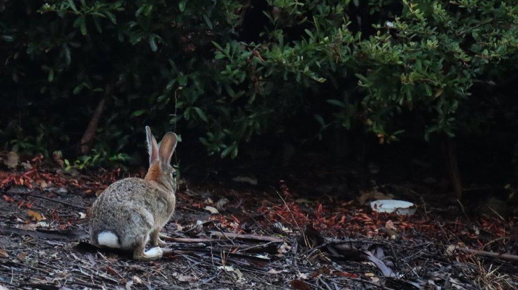 A rabbit sitting on the ground

Description automatically generated