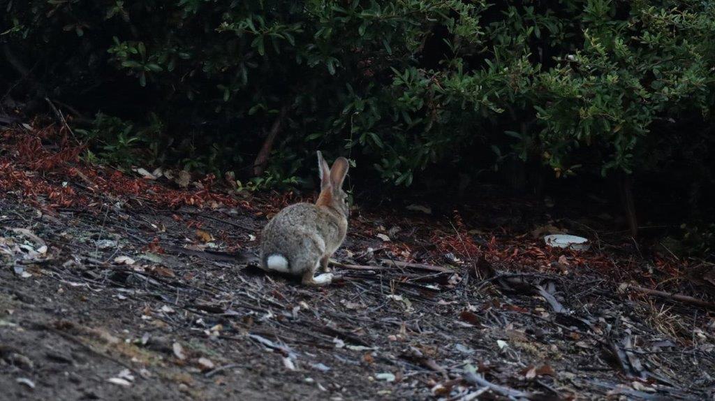 A rabbit sitting on the ground

Description automatically generated