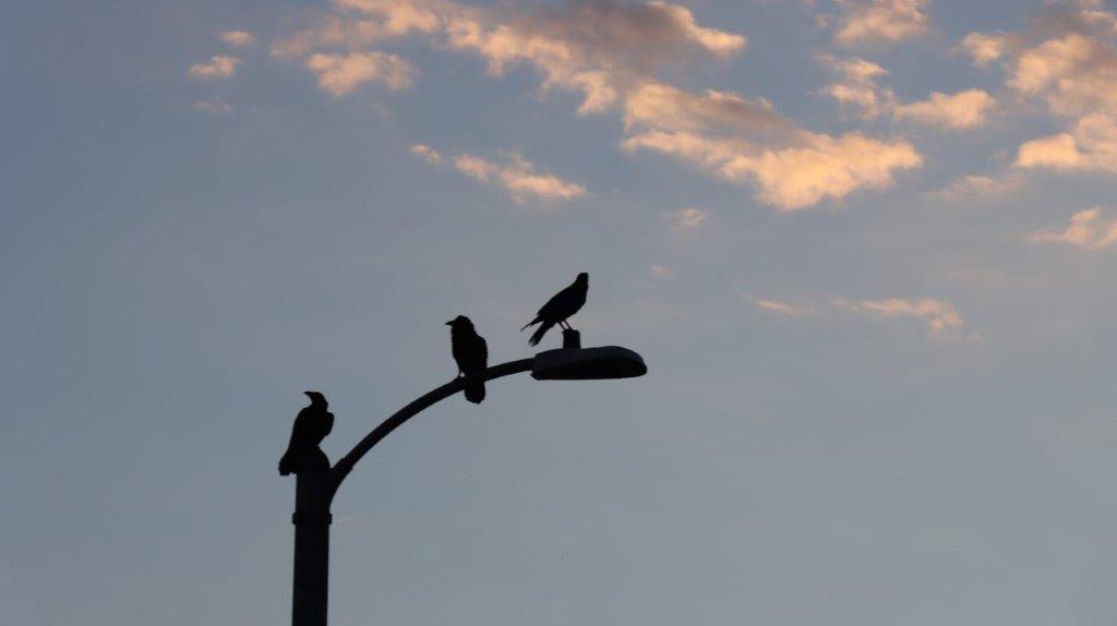 Birds sitting on a light post

Description automatically generated