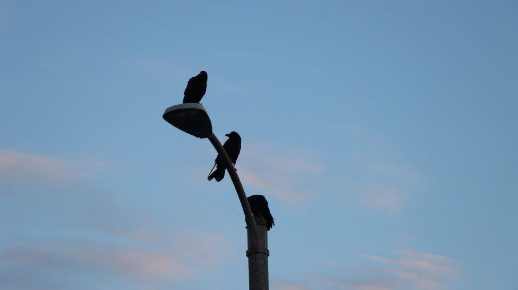 Birds sitting on a light post

Description automatically generated