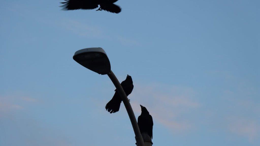 A group of birds on a light post

Description automatically generated