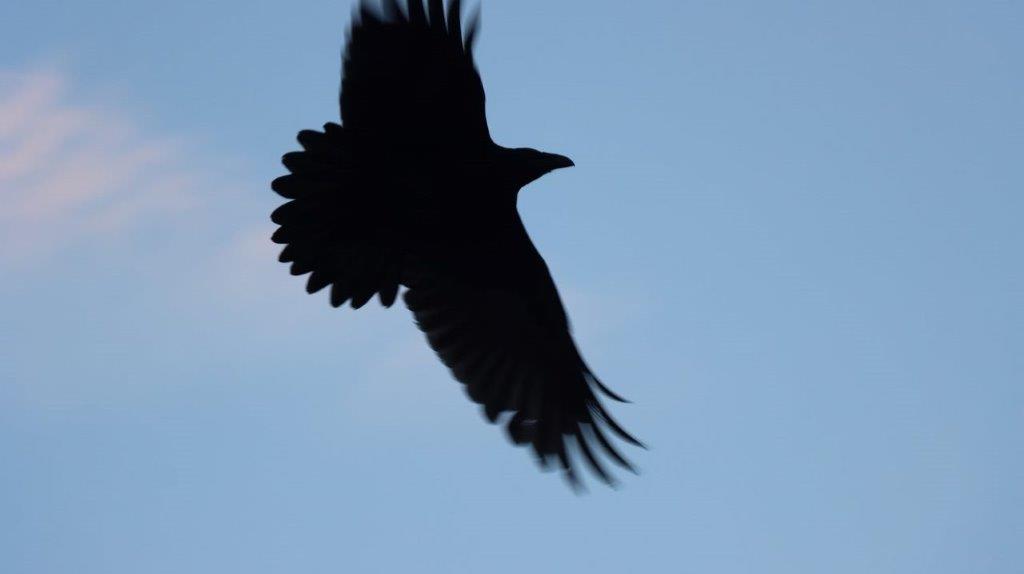 A silhouette of a bird flying

Description automatically generated