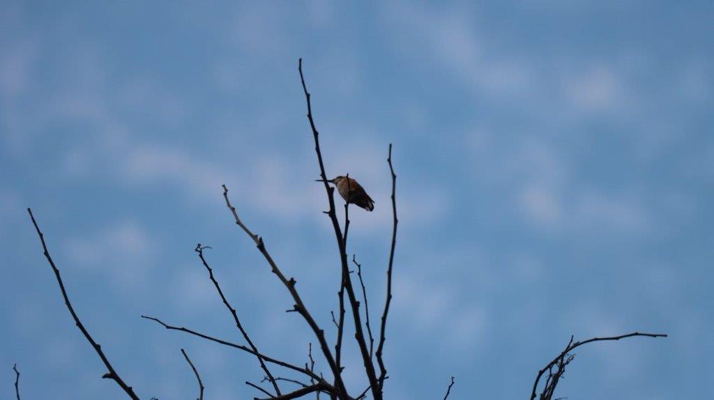 A bird perched on a branch

Description automatically generated