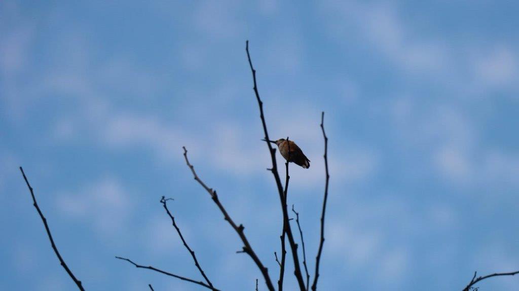 A bird perched on a branch

Description automatically generated