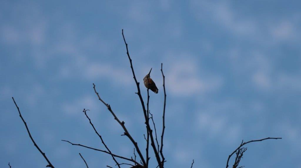 A bird perched on a branch

Description automatically generated