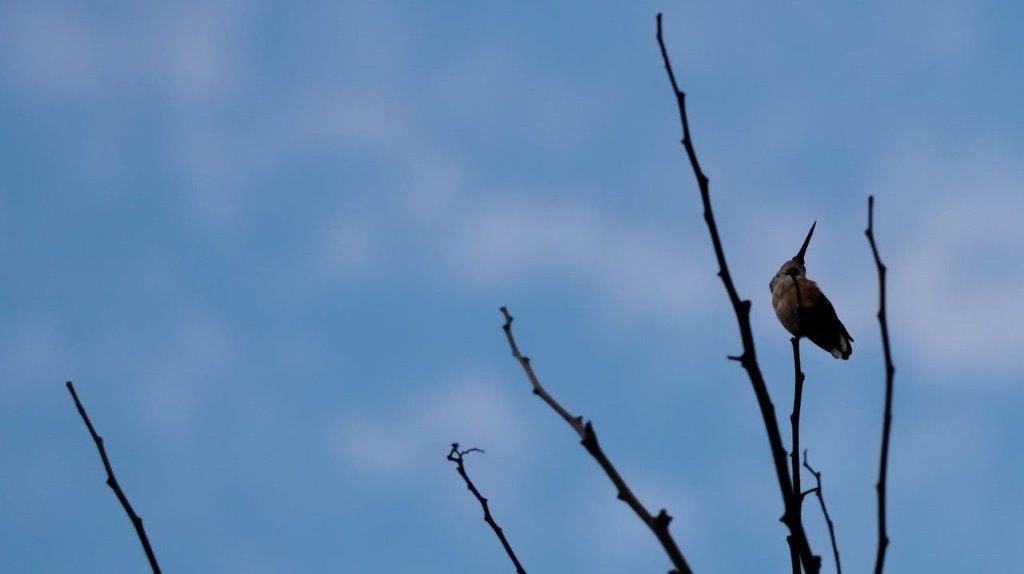 A bird perched on a branch

Description automatically generated