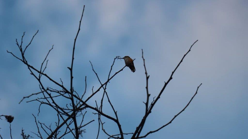 A bird perched on a branch

Description automatically generated