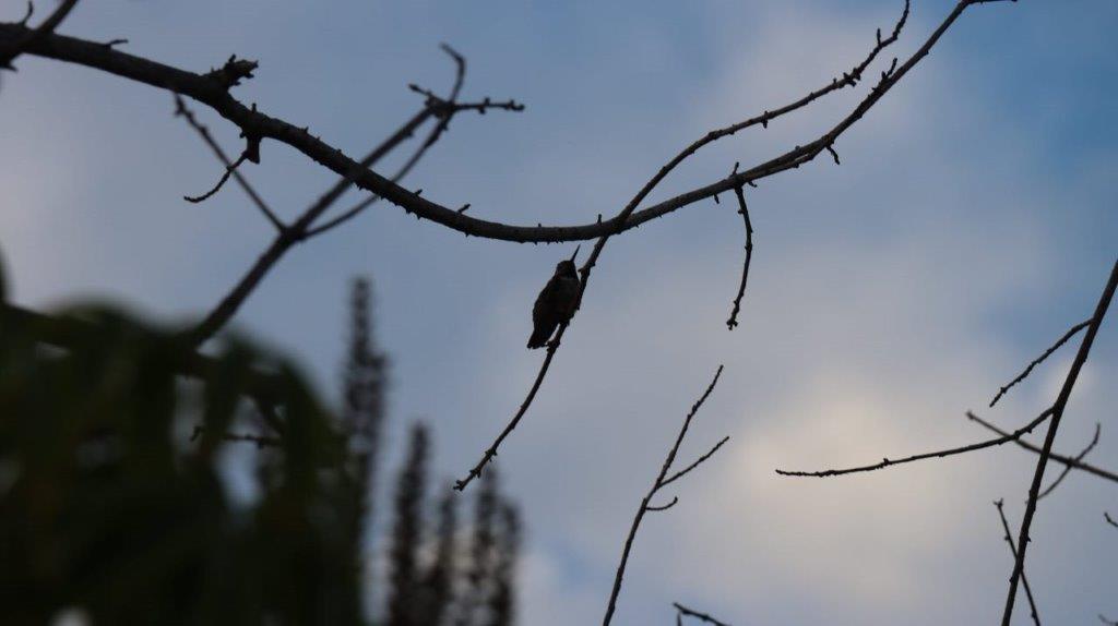 A bird on a branch

Description automatically generated