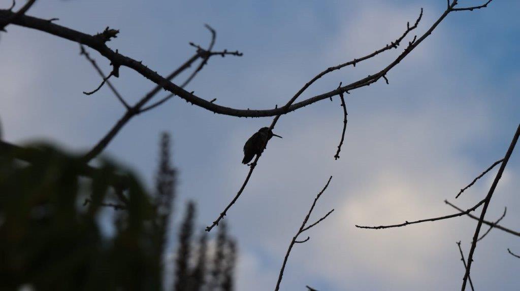 A bird on a branch

Description automatically generated