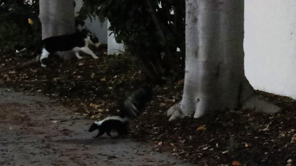 A skunks walking on the sidewalk

Description automatically generated