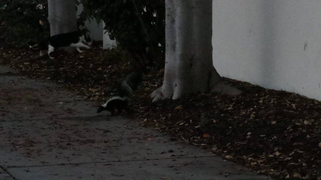 A skunk walking on the sidewalk

Description automatically generated