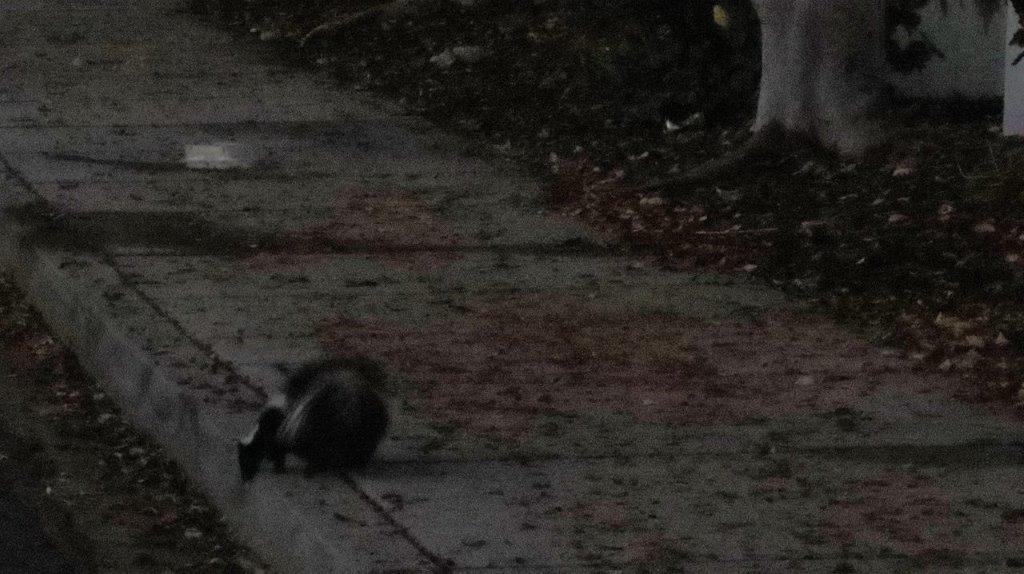 A raccoon on a sidewalk

Description automatically generated