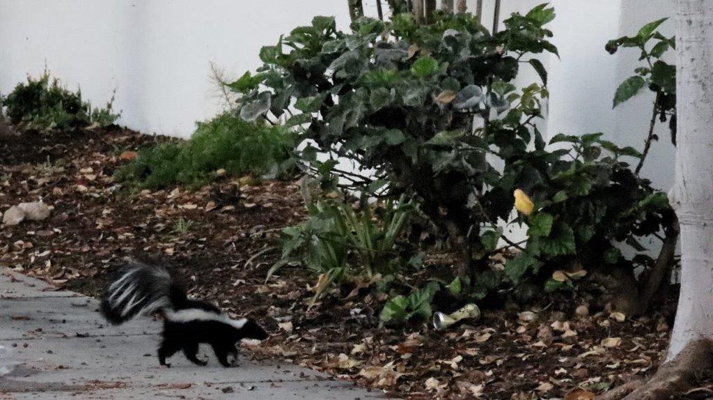 Skunks walking on the sidewalk next to a bush

Description automatically generated