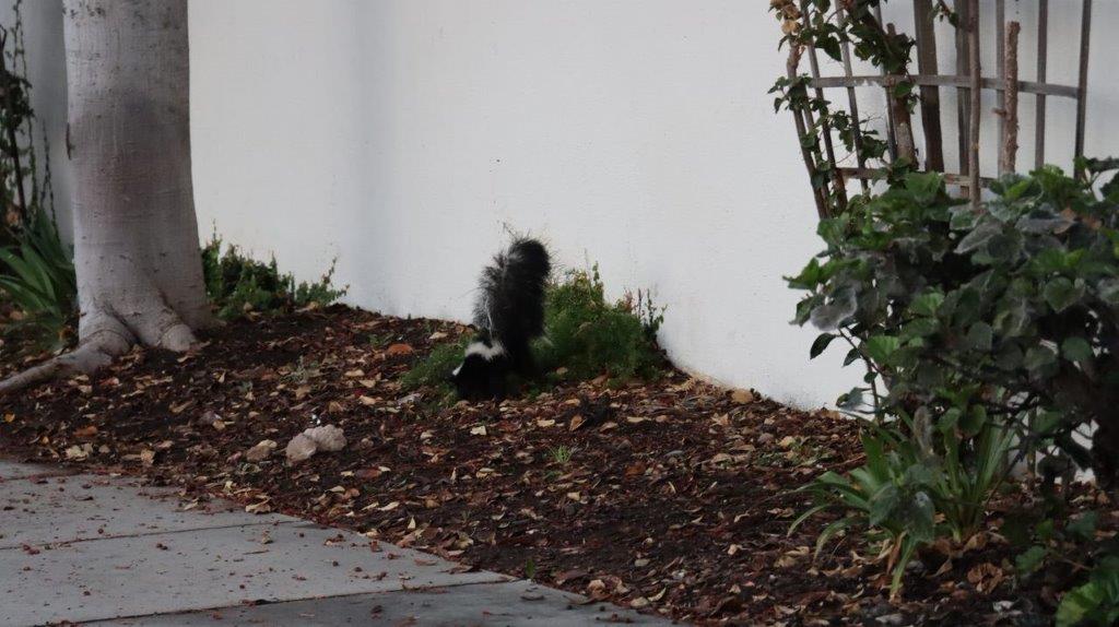 A skunk in the dirt next to a wall

Description automatically generated