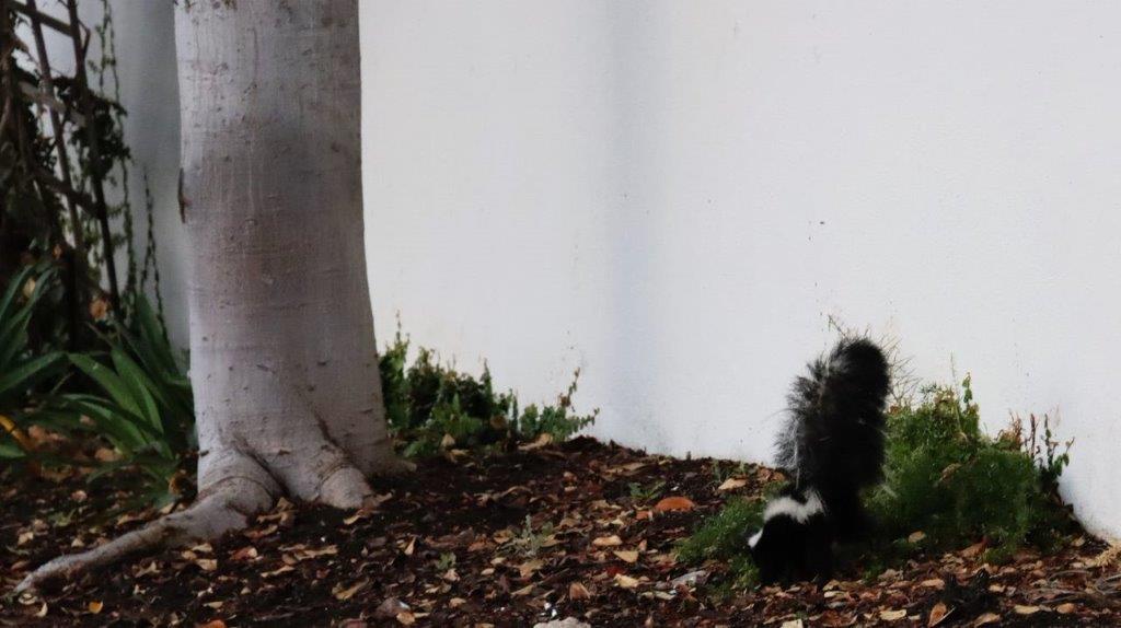 A skunk next to a tree

Description automatically generated