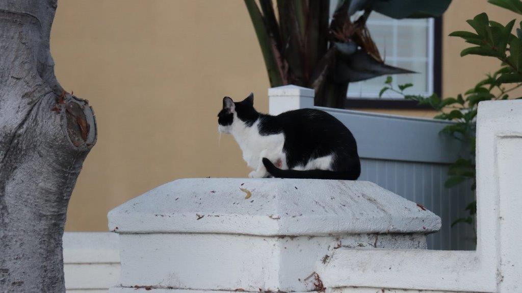 A cat sitting on a white stone post

Description automatically generated