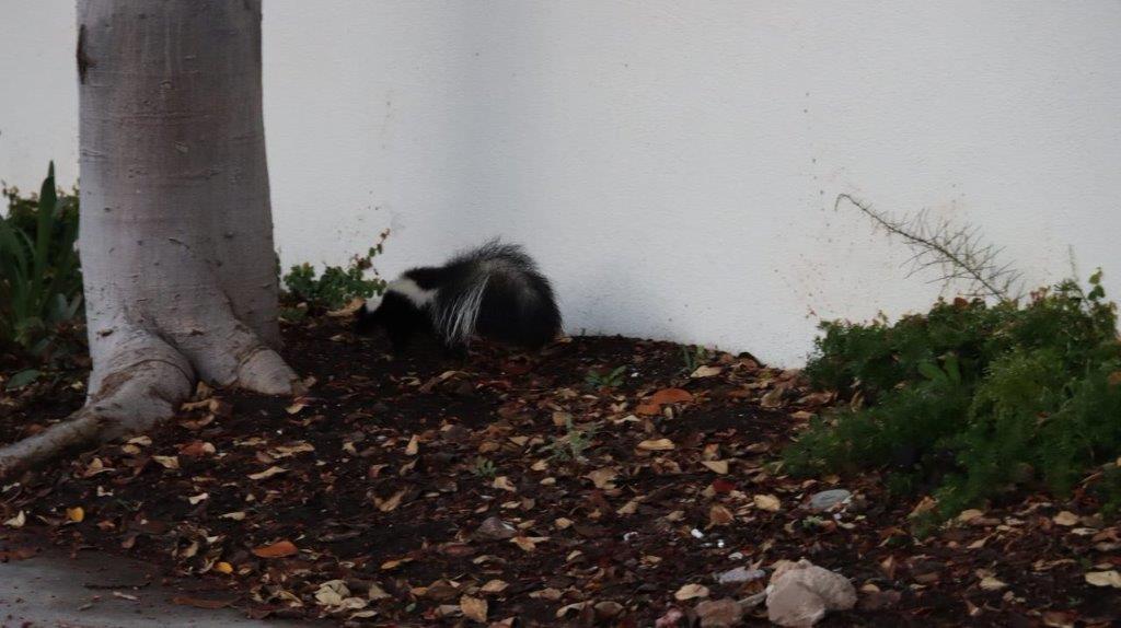 A skunk in the dirt

Description automatically generated