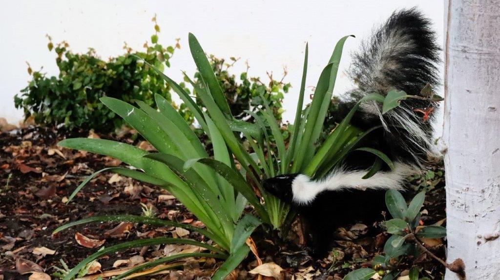 A skunk next to a plant

Description automatically generated