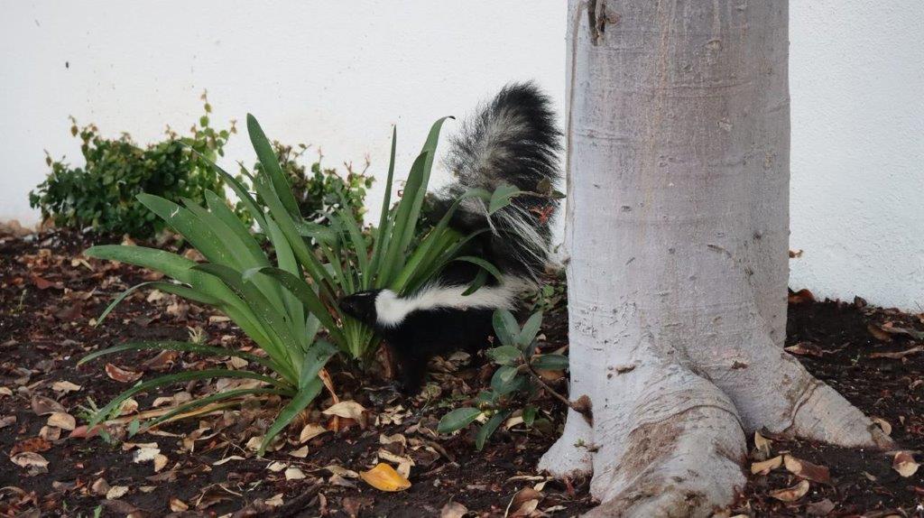 A skunk next to a tree

Description automatically generated