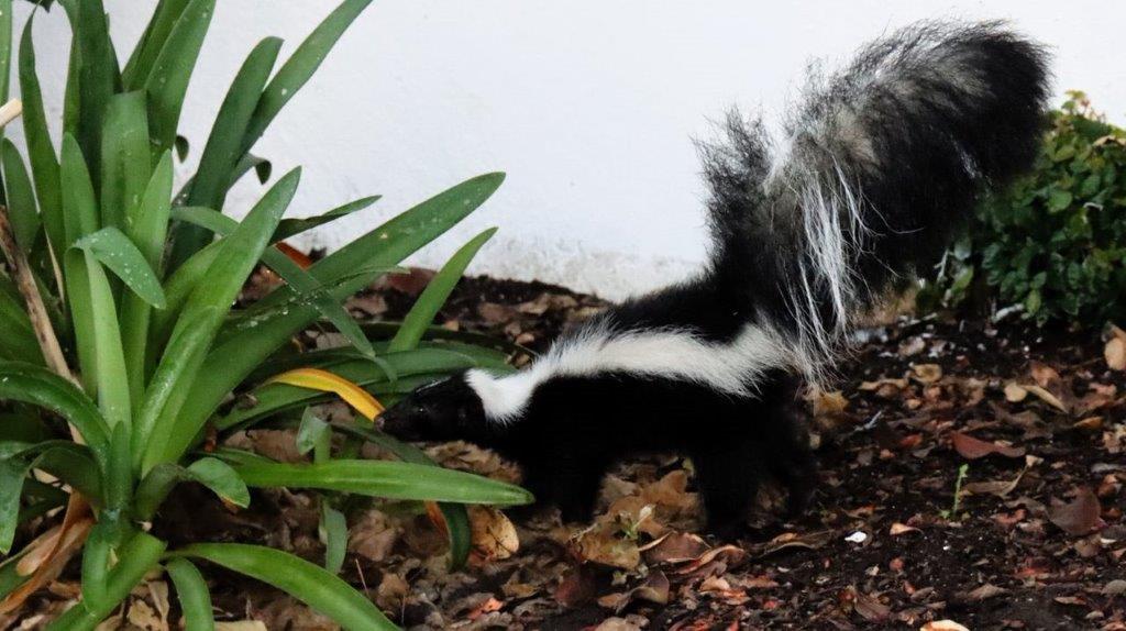 A skunk standing in dirt next to a plant

Description automatically generated