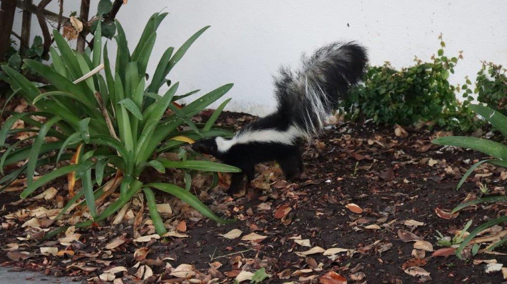 A skunk next to a plant

Description automatically generated