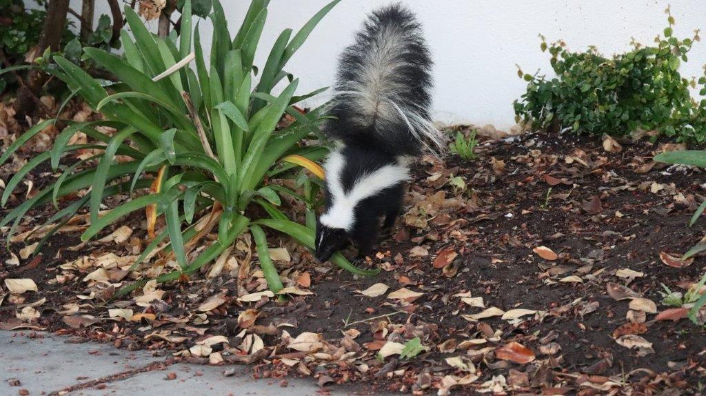 A skunk in the dirt

Description automatically generated