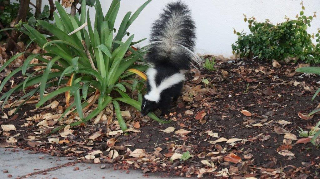 A skunk with a bushy tail

Description automatically generated