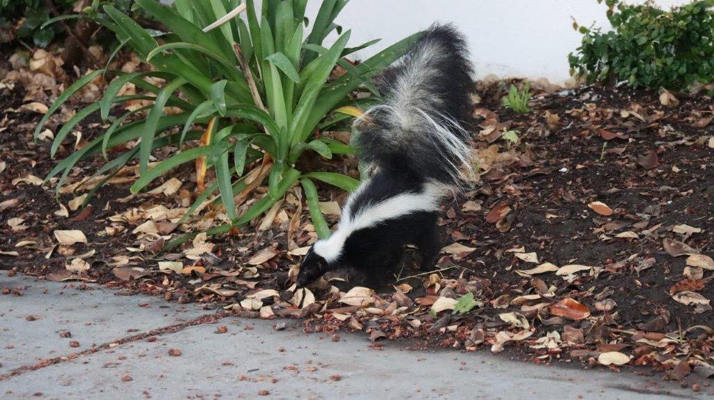 A skunk in the leaves

Description automatically generated