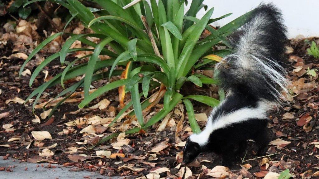 A skunk next to a plant

Description automatically generated