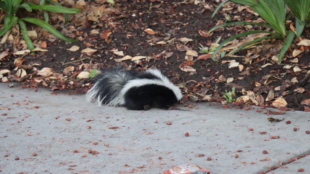 A skunk on the ground

Description automatically generated