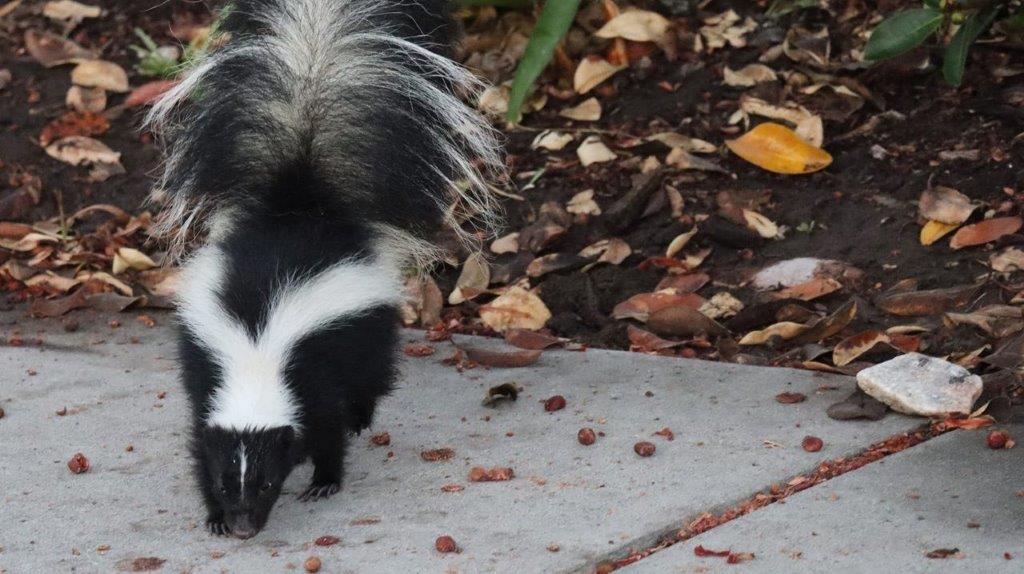 A skunk walking on a sidewalk

Description automatically generated