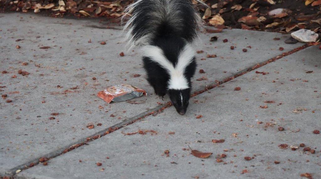 A skunk walking on a sidewalk

Description automatically generated