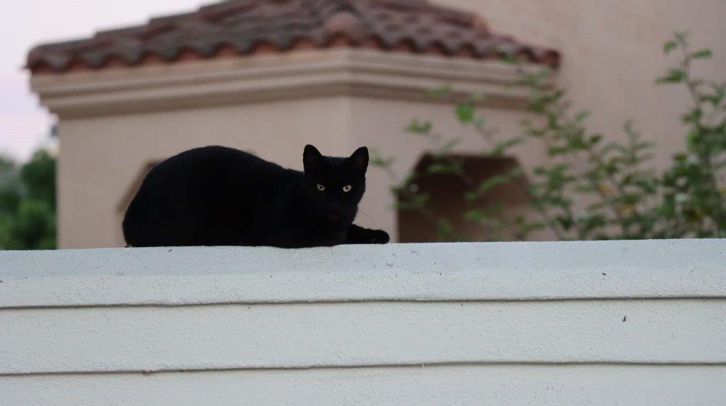 A black cat lying on a wall

Description automatically generated