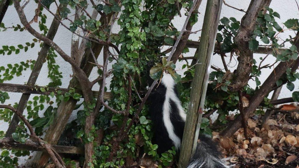 A skunk in a tree

Description automatically generated