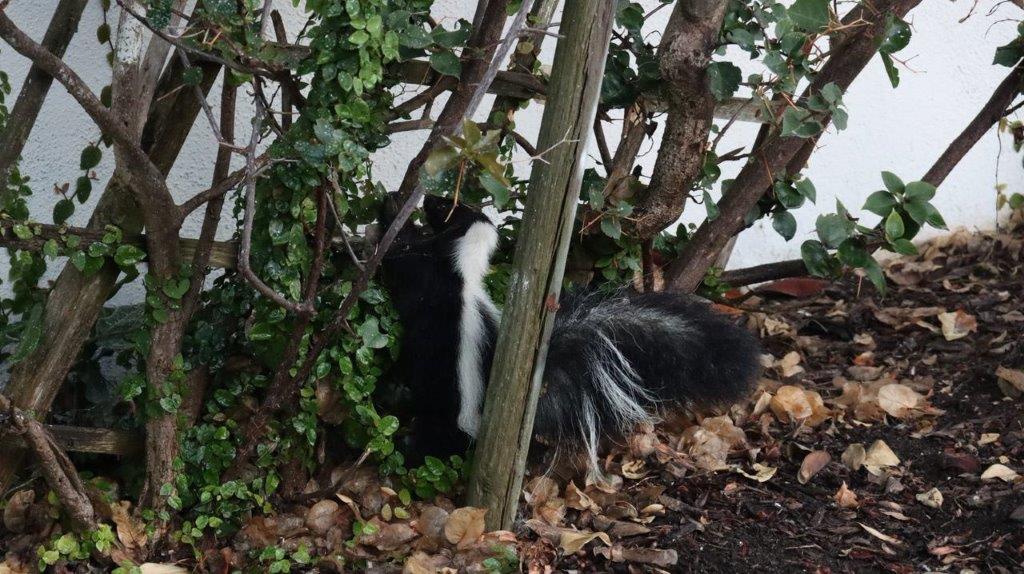 A skunk under a tree

Description automatically generated