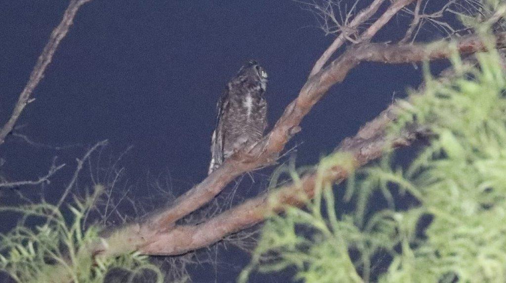 A owl on a tree branch

Description automatically generated