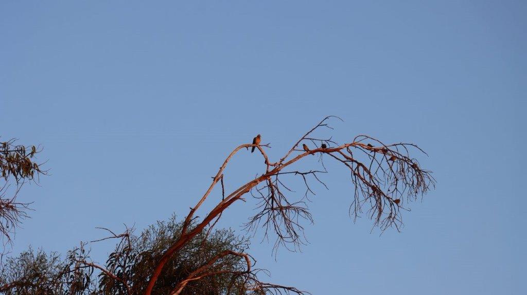 A bird perched on a tree branch

Description automatically generated