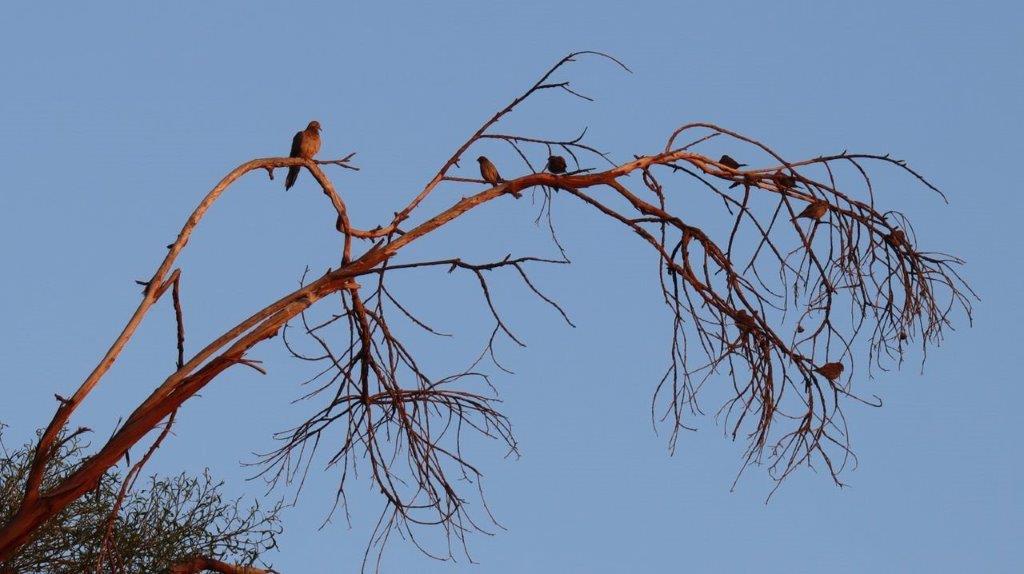 Birds on a tree branch

Description automatically generated