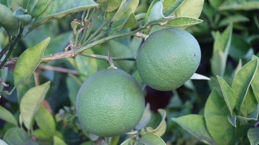 A close-up of a fruit on a tree

Description automatically generated