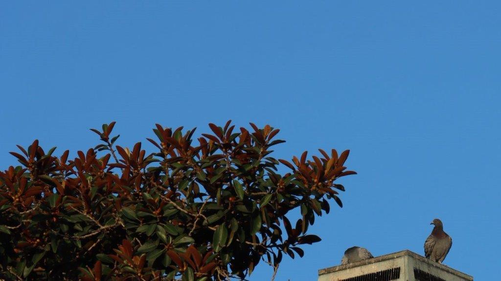 A tree with leaves and a building in the background

Description automatically generated