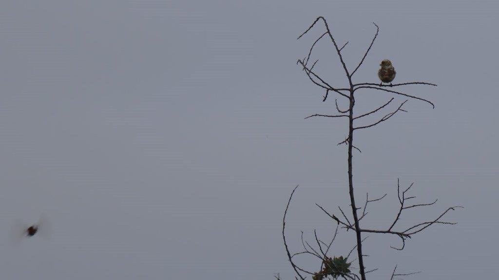 A bird perched on a tree branch

Description automatically generated