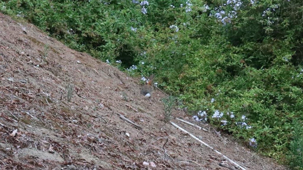 A squirrel on a hill

Description automatically generated